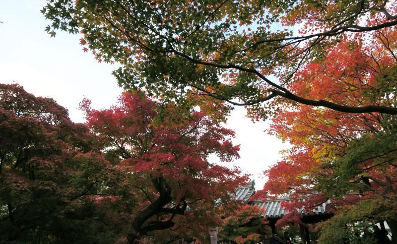紅葉 @東福寺 - masae